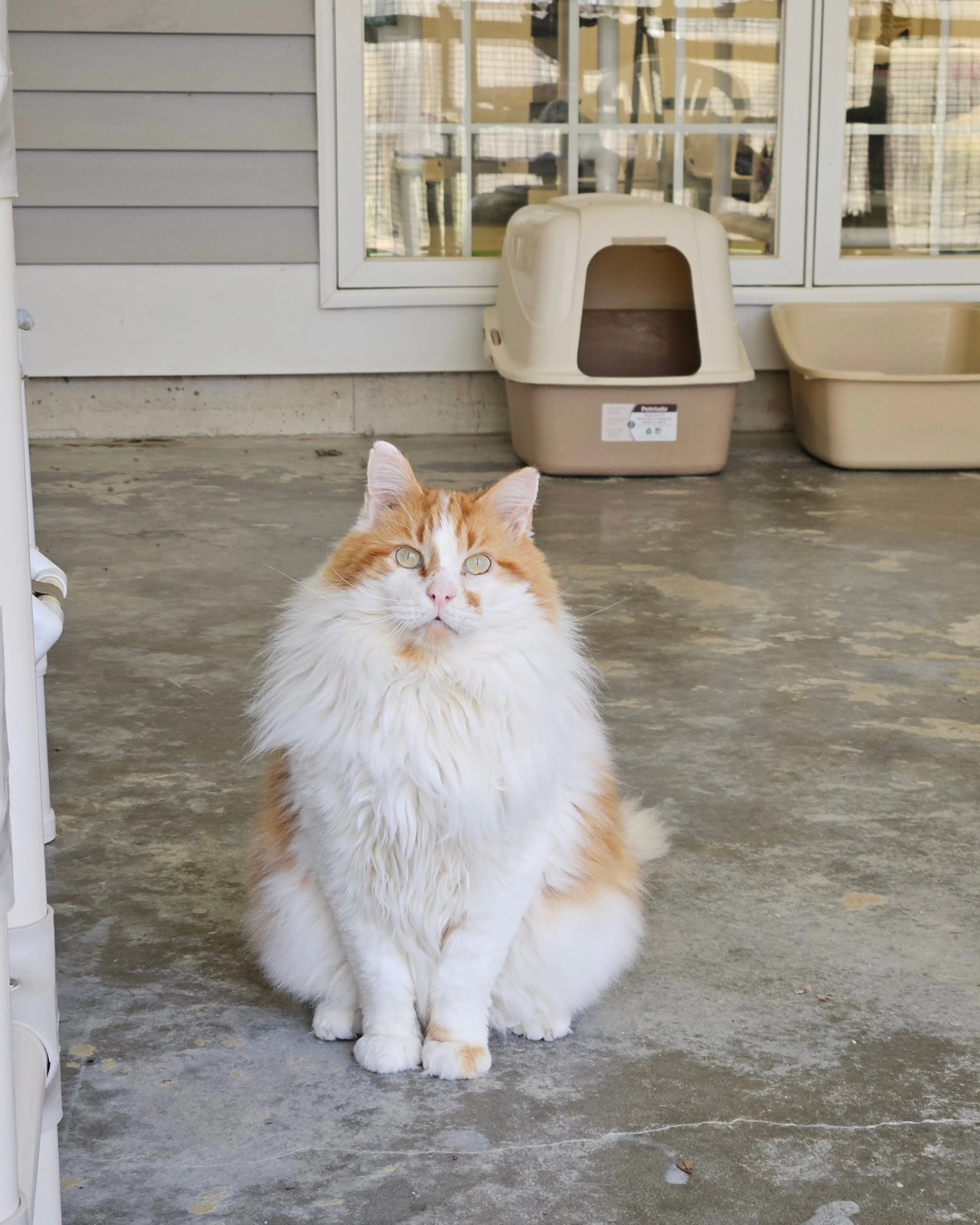 Ivan & Zeke, a Adoptable Domestic Long Hair in Westbrook, CT image 5/6