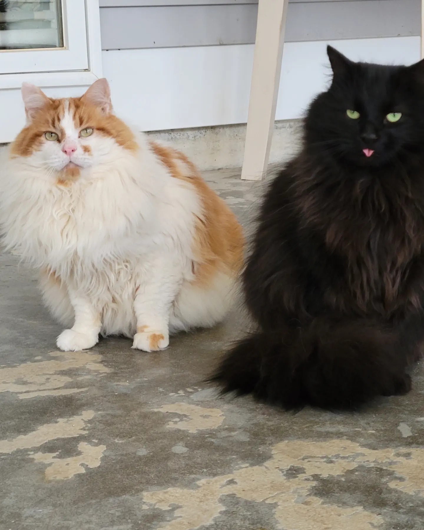 Ivan & Zeke, a Adoptable Domestic Long Hair in Westbrook, CT image 4/6