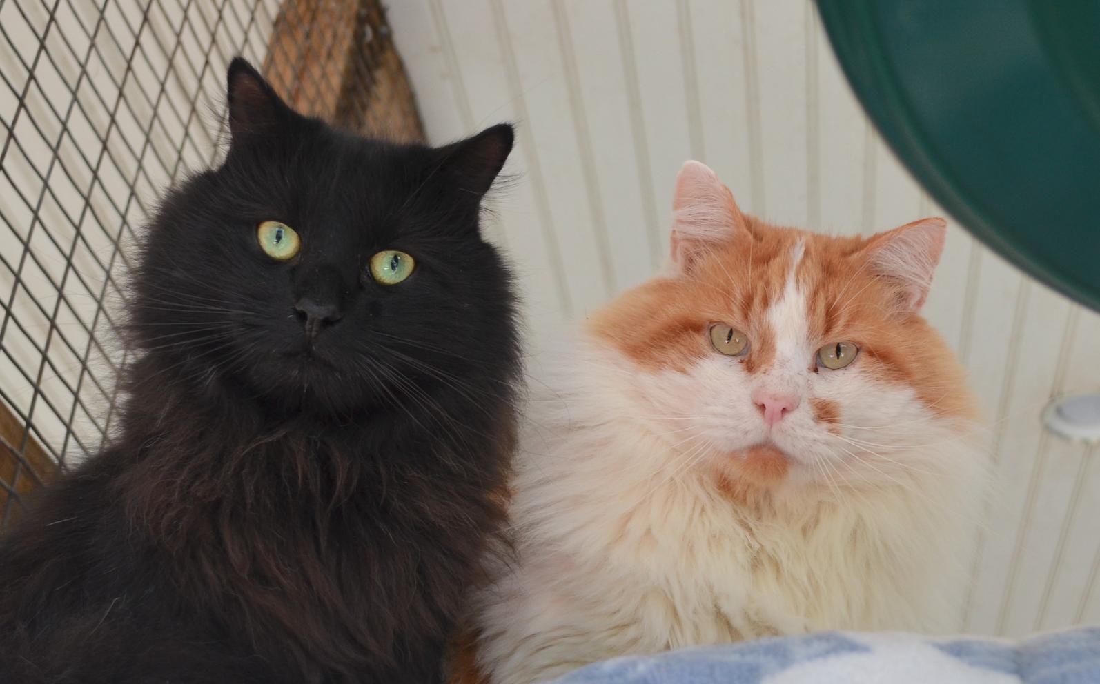 Ivan & Zeke, a Adoptable Domestic Long Hair in Westbrook, CT image 1/6