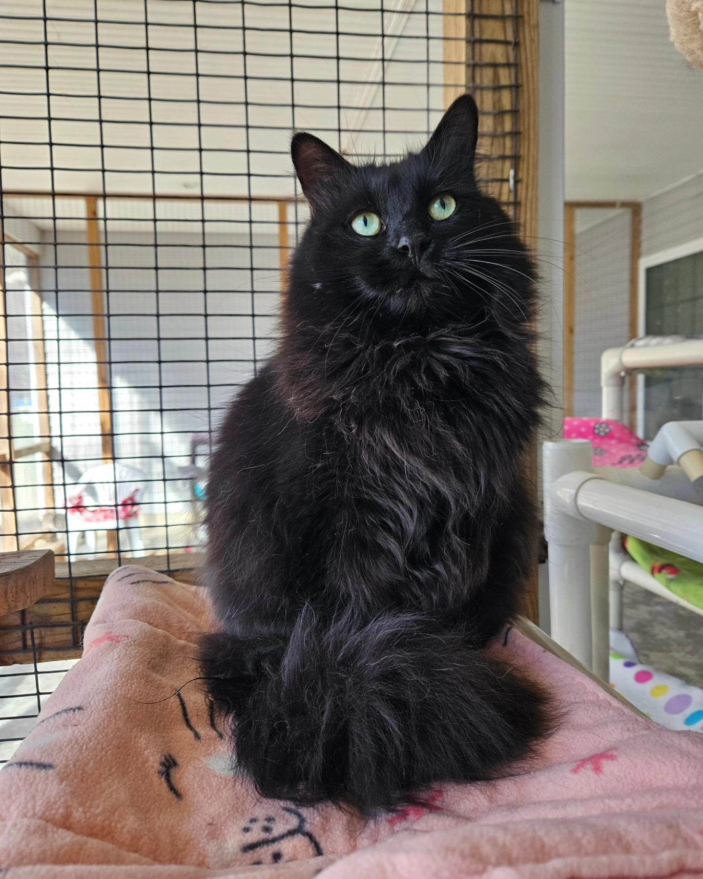 Ivan & Zeke, a Adoptable Domestic Long Hair in Westbrook, CT image 6/6