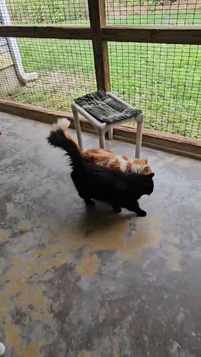 Enlarge Ivan & Zeke, a Adoptable Domestic Long Hair in Westbrook, CT video 2/6