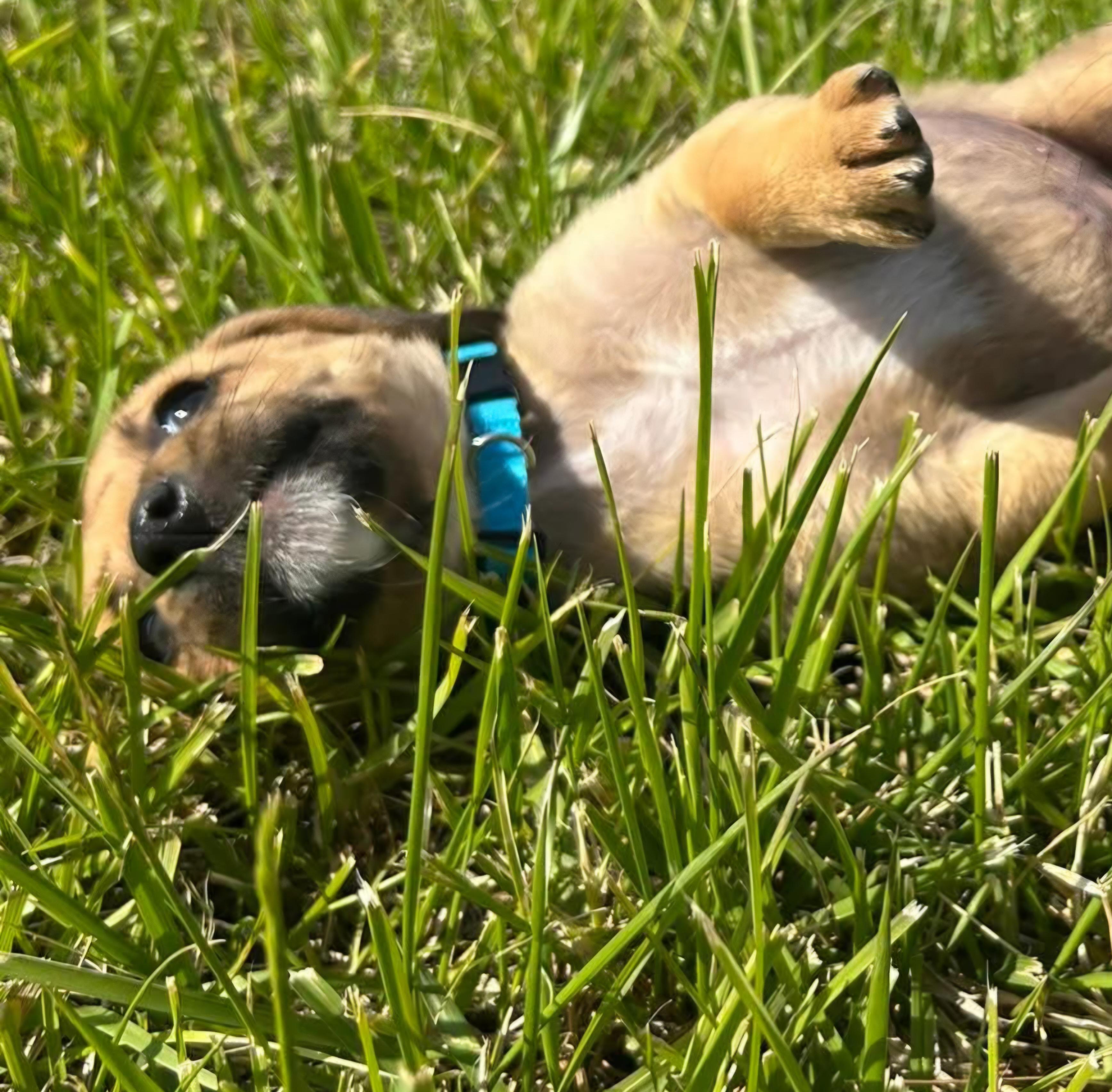 Light Blue Pup 7, Adoptable, Puppy Female Boxer & Black Mouth Cur.