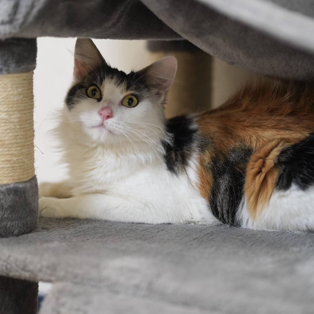 Enlarge Genevieve, a Adoptable Domestic Medium Hair in Naperville, IL image 1/3