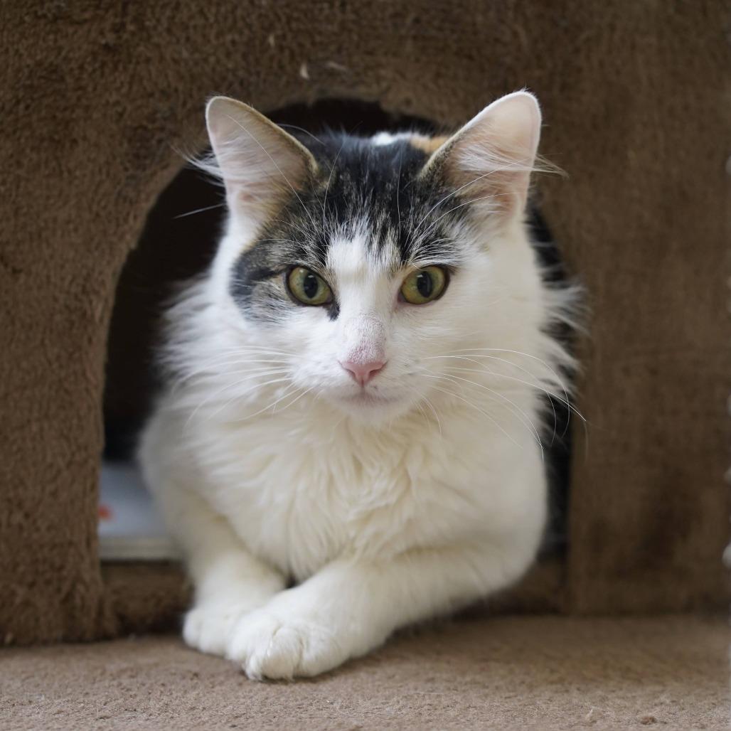 Enlarge Genevieve, a Adoptable Domestic Medium Hair in Naperville, IL image 2/3