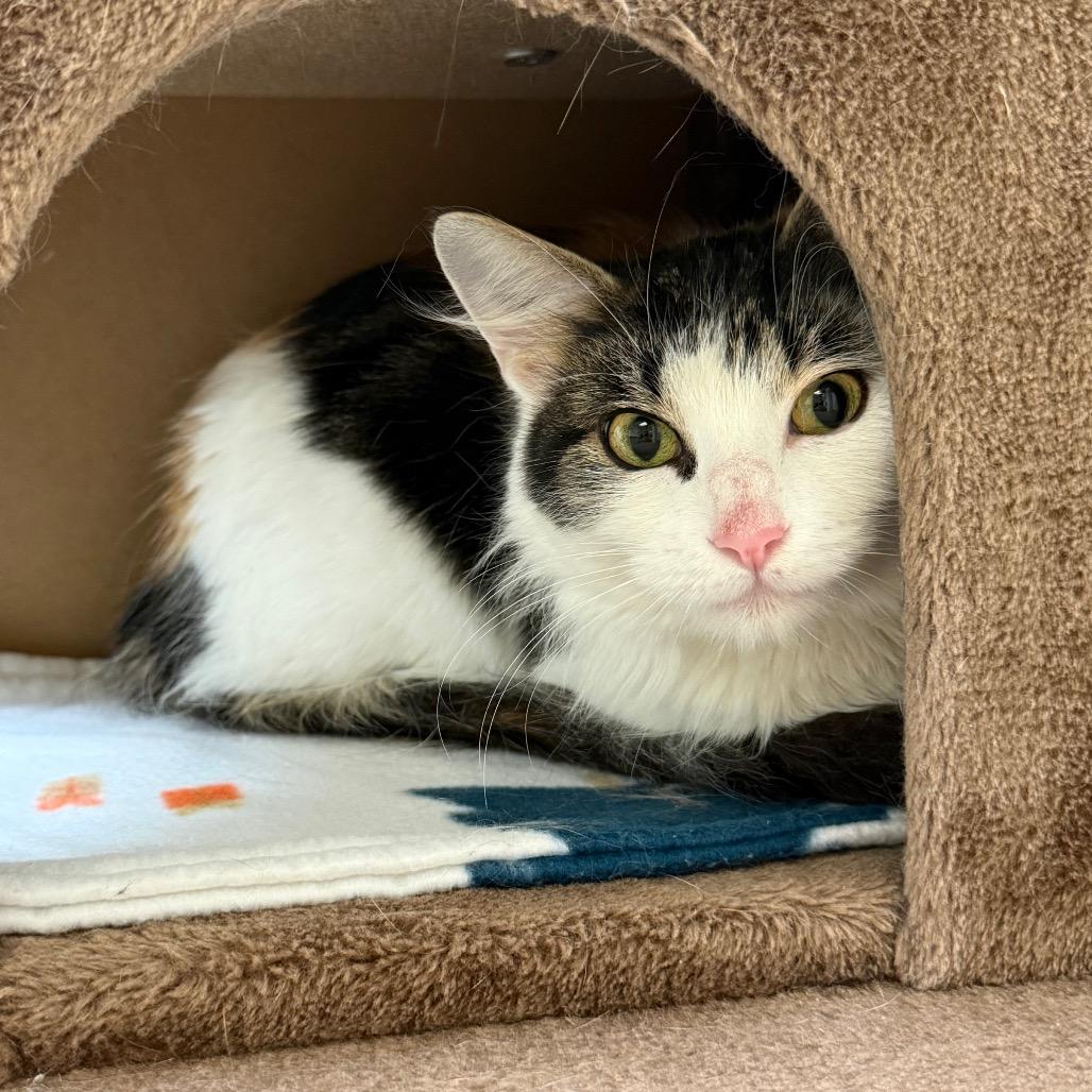 Enlarge Genevieve, a Adoptable Domestic Medium Hair in Naperville, IL image 3/3