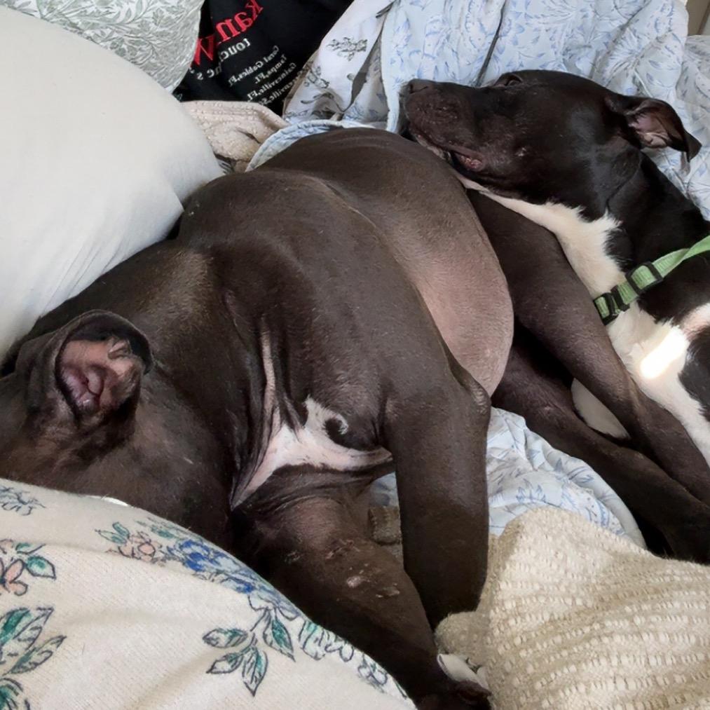 Loki, Adoptable, Young Male Pit Bull Terrier.