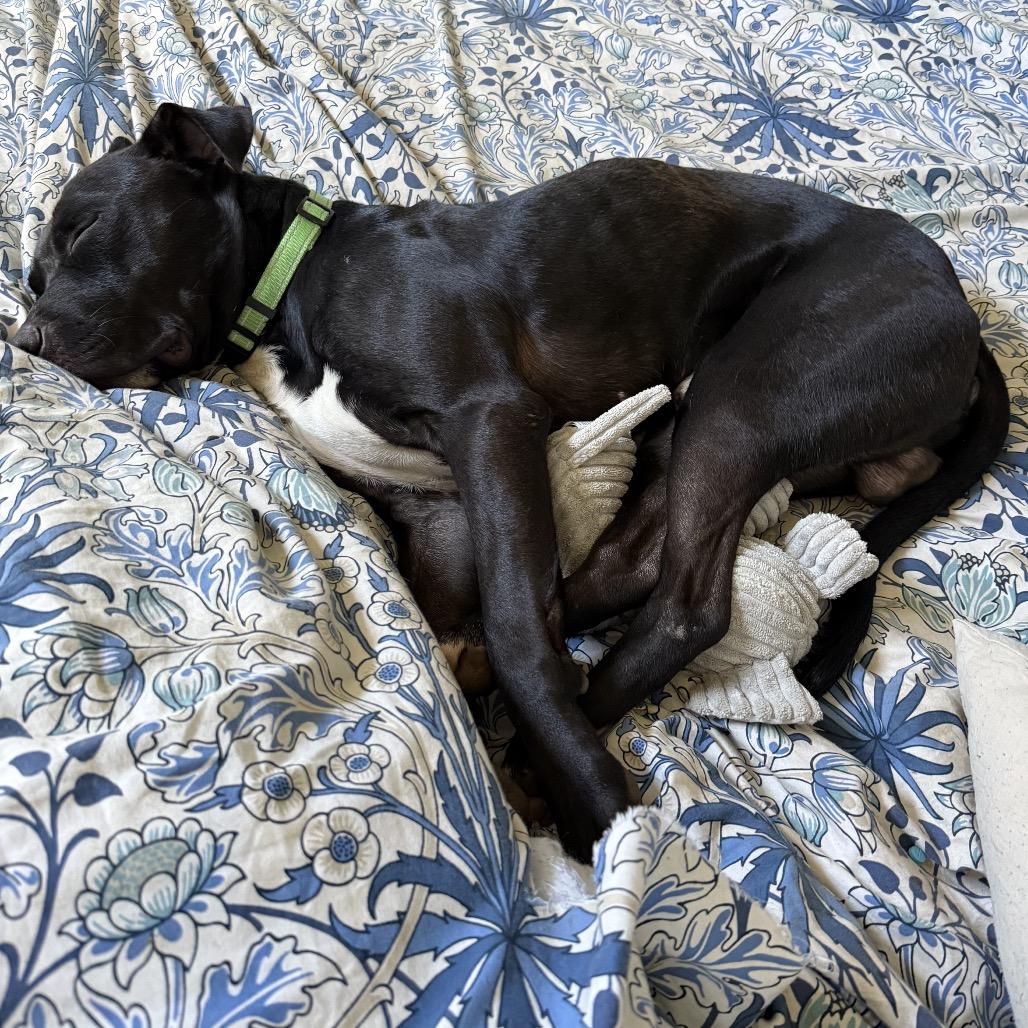 Enlarge Loki, a Adoptable Pit Bull Terrier in Reisterstown, MD image 2/5