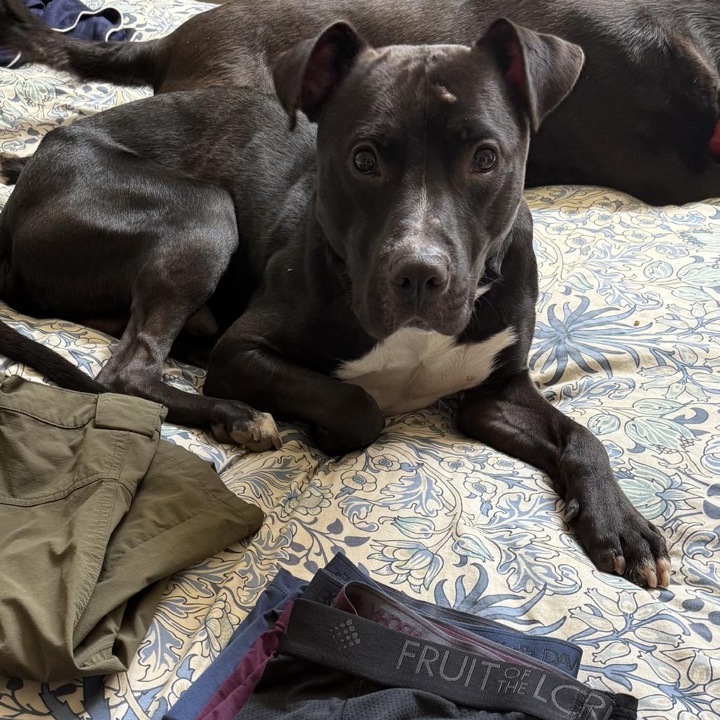 Enlarge Loki, a Adoptable Pit Bull Terrier in Reisterstown, MD image 4/5