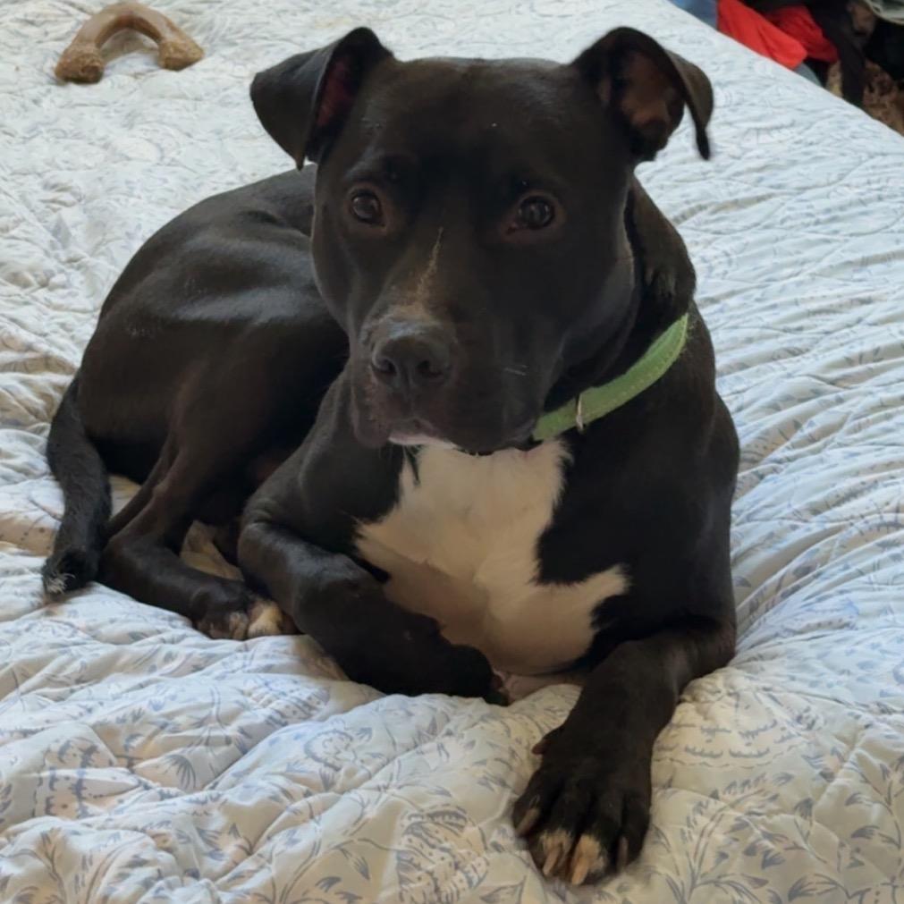 Enlarge Loki, a Adoptable Pit Bull Terrier in Reisterstown, MD image 5/5