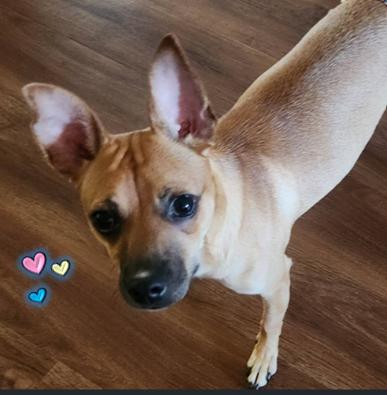 Enlarge Snickers, a Adoptable mixed breed in Palm Harbor, FL image 2/6