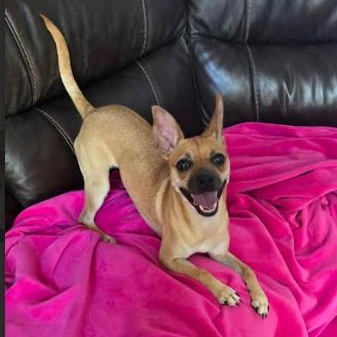 Enlarge Snickers, a Adoptable mixed breed in Palm Harbor, FL image 3/6