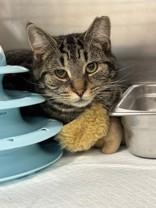 Enlarge Spike, an adopted Domestic Short Hair in Whitby, ON image 3/3