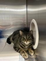 Enlarge Spike, an adopted Domestic Short Hair in Whitby, ON image 2/3