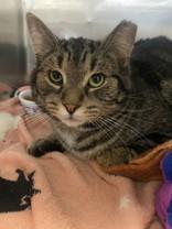 Enlarge Spike, an adopted Domestic Short Hair in Whitby, ON image 1/3
