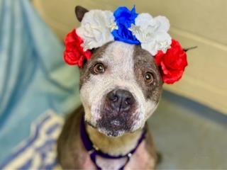 Enlarge ARIA, a Adoptable mixed breed in West Palm Beach, FL image 1/1