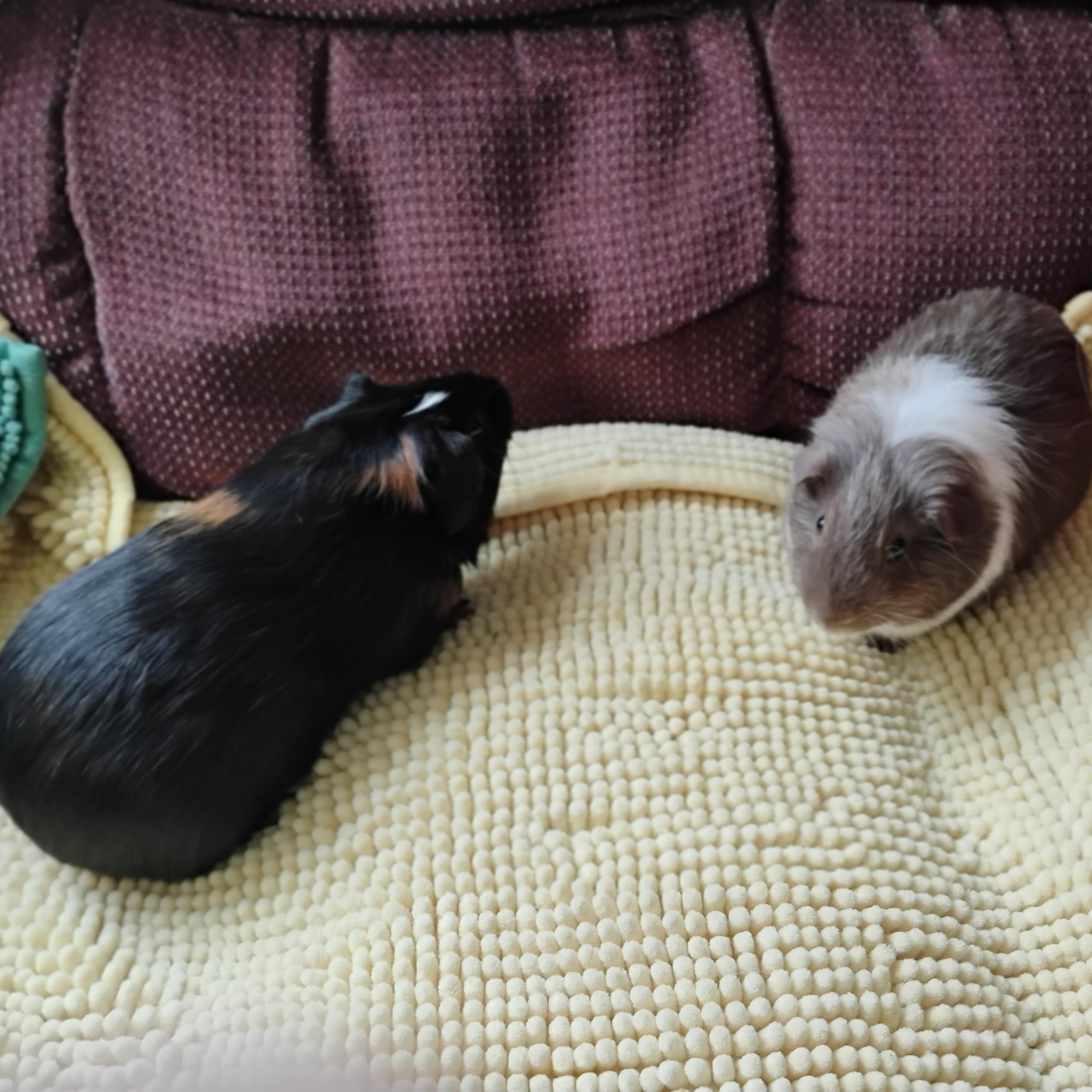 Bilbo & Benny, a Adoptable Short-Haired in San Antonio, TX image 2/2
