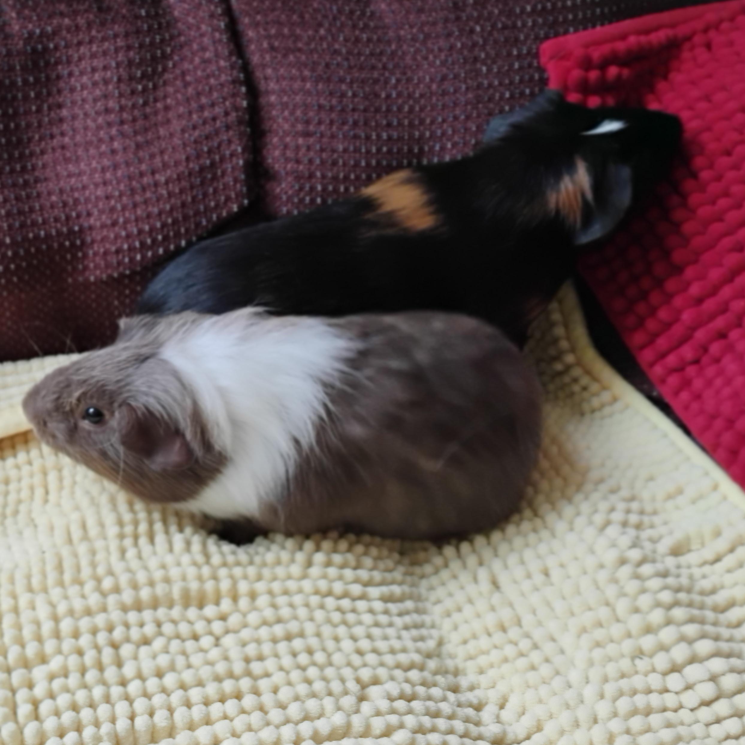 Bilbo & Benny, Adoptable, Baby Male Short-Haired.