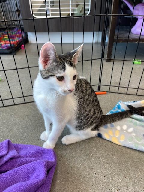 Enlarge Demi, a Adopted Domestic Short Hair in Alvin, TX image 1/6