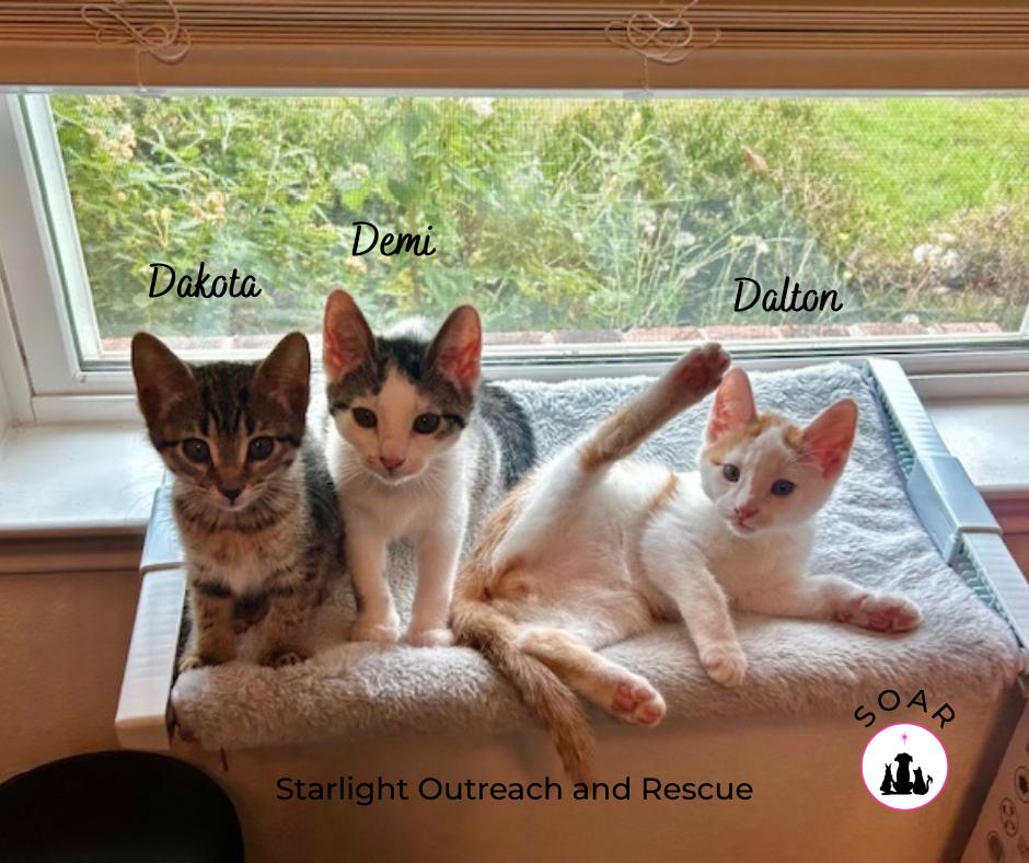 Enlarge Demi, a Adopted Domestic Short Hair in Alvin, TX image 2/6