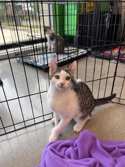 Enlarge Demi, a Adopted Domestic Short Hair in Alvin, TX image 3/6