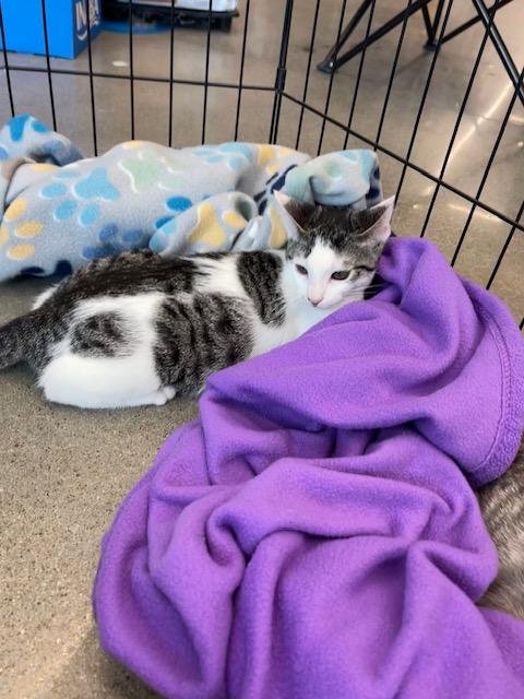 Demi, Adopted, Young Female Domestic Short Hair.