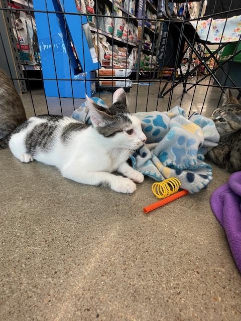 Enlarge Demi, a Adopted Domestic Short Hair in Alvin, TX image 5/6