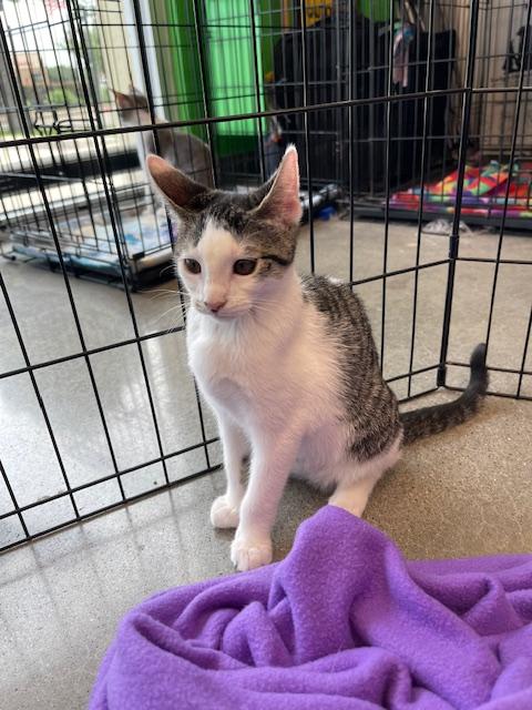Enlarge Demi, a Adopted Domestic Short Hair in Alvin, TX image 6/6