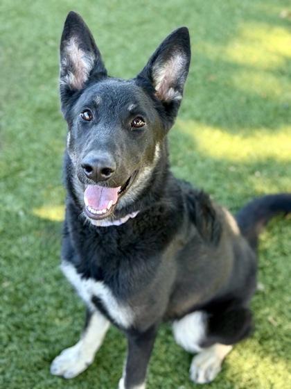 Enlarge Tally, a Adoptable mixed breed in Red Bluff, CA image 2/3