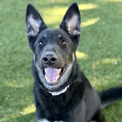 Tally, Adoptable, Young Female Shepherd.