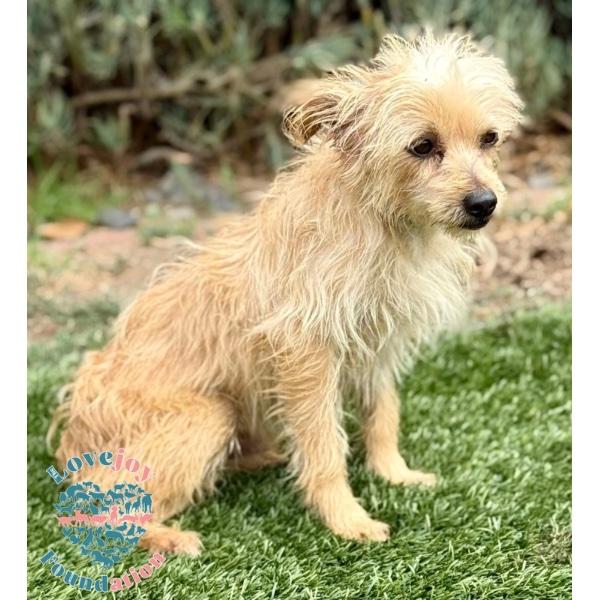 Enlarge Oliver, a Adoptable mixed breed in Inglewood, CA image 3/3