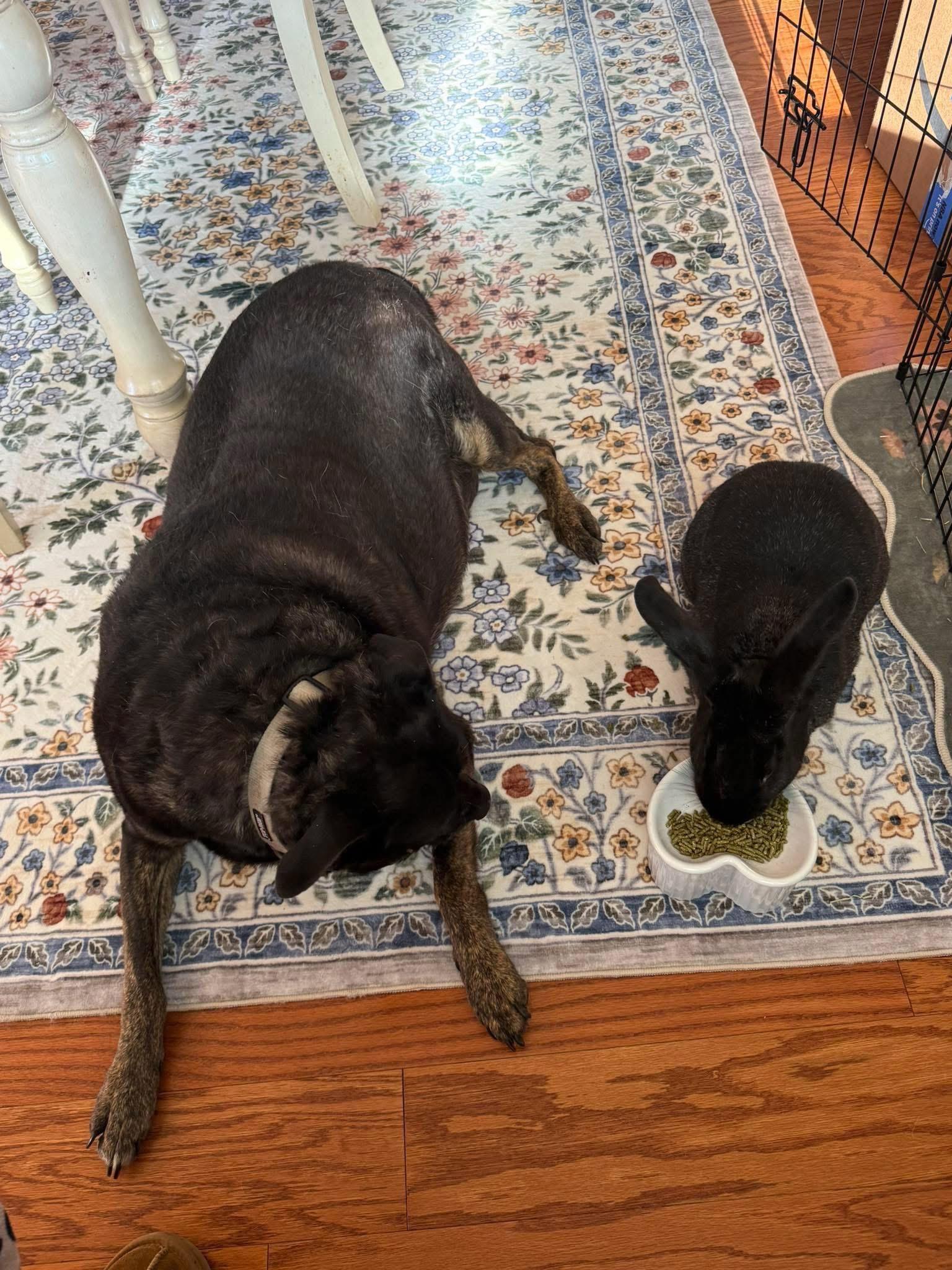 Enlarge Crunchy, a ADOPTABLE New Zealand in St. Charles, MO image 1/1