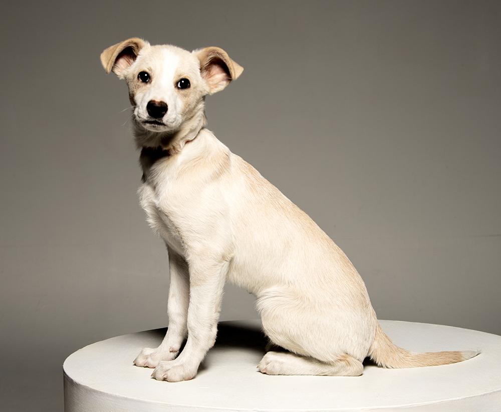 Enlarge Ludwig, a Adoptable mixed breed in Utica, NY image 2/5