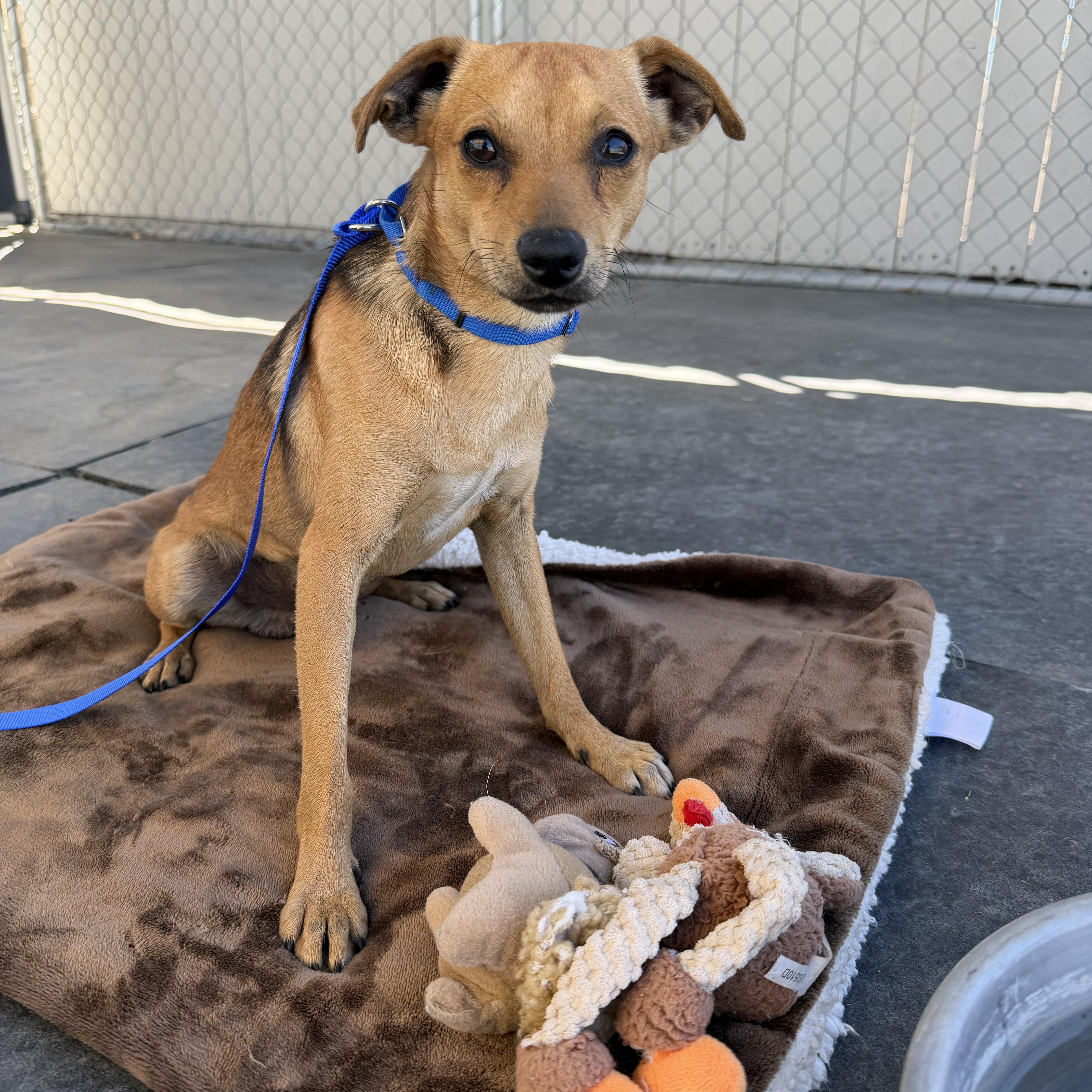 Bolt, Adoptable, Young Male Miniature Pinscher & Chihuahua.