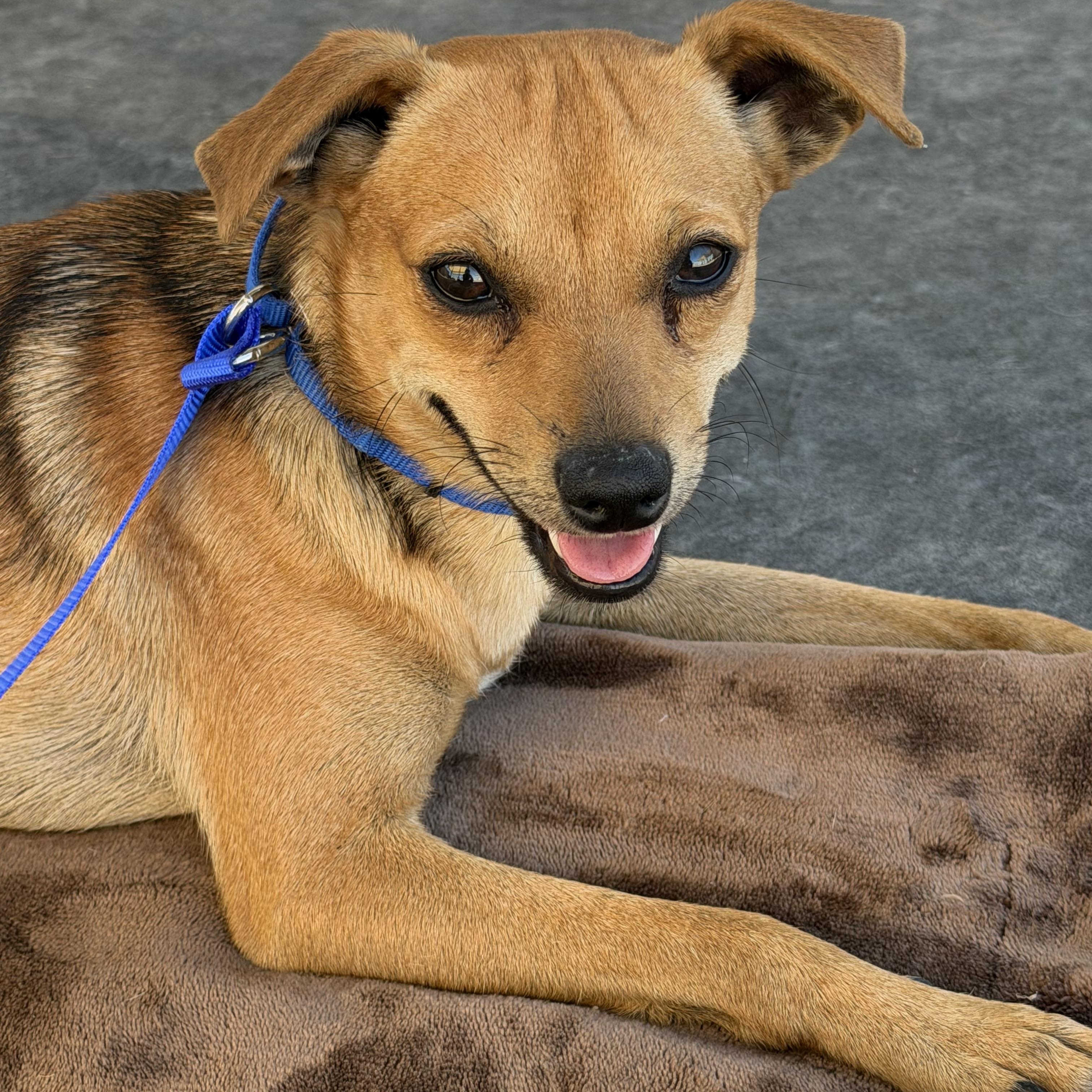 Enlarge Bolt, a Adoptable mixed breed in Knightsen, CA image 2/6