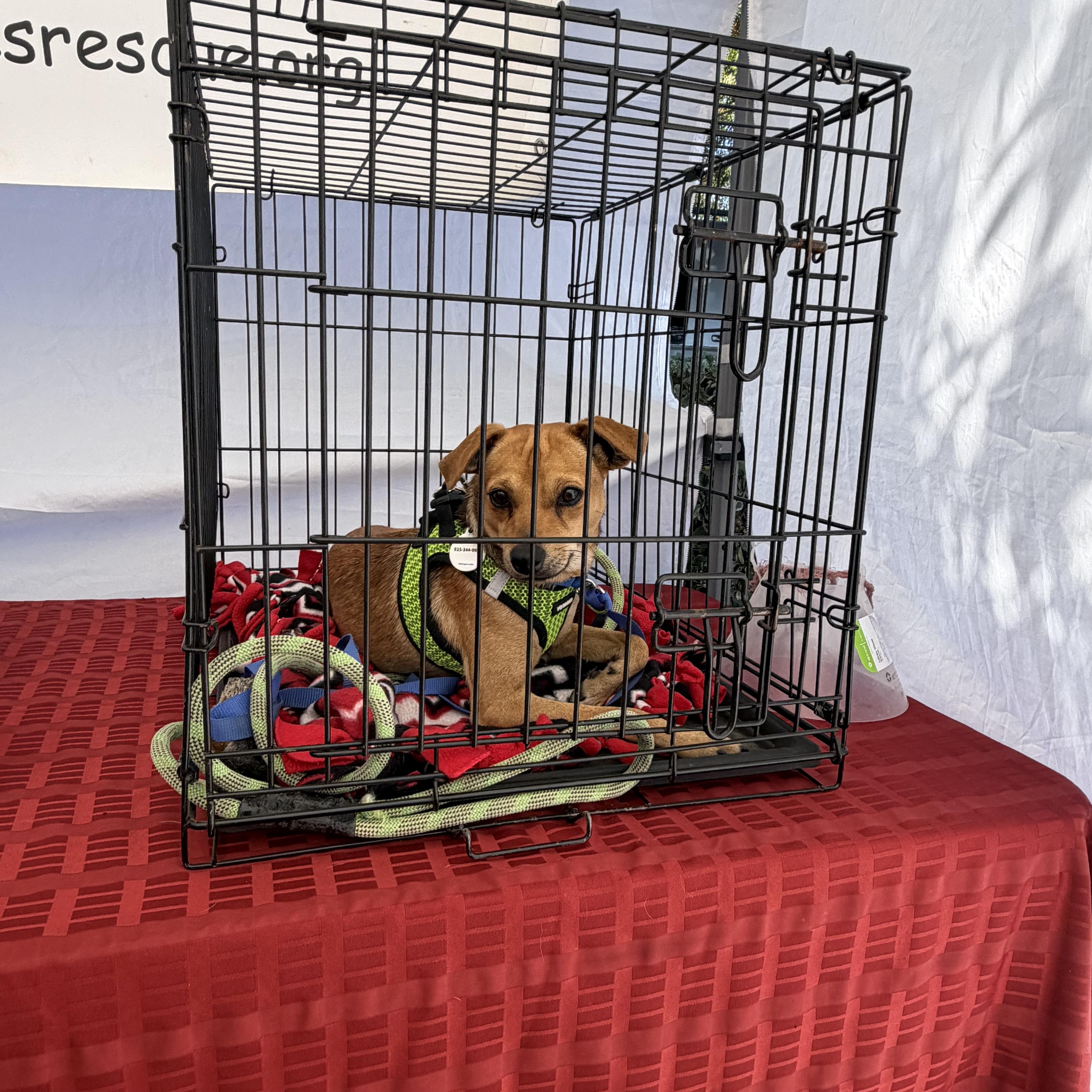 Enlarge Bolt, a Adoptable mixed breed in Knightsen, CA image 4/6