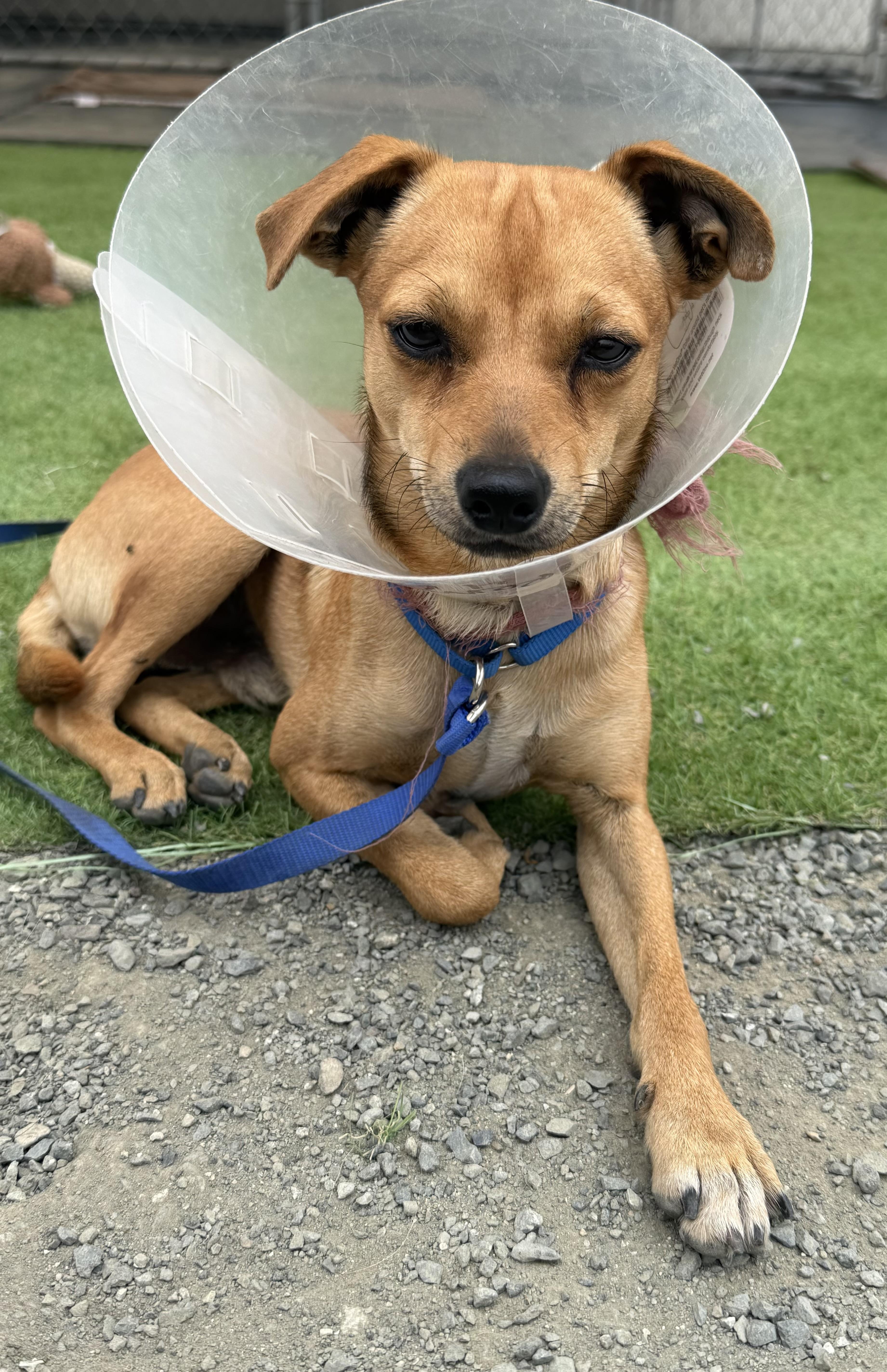 Enlarge Bolt, a Adoptable mixed breed in Knightsen, CA image 3/6