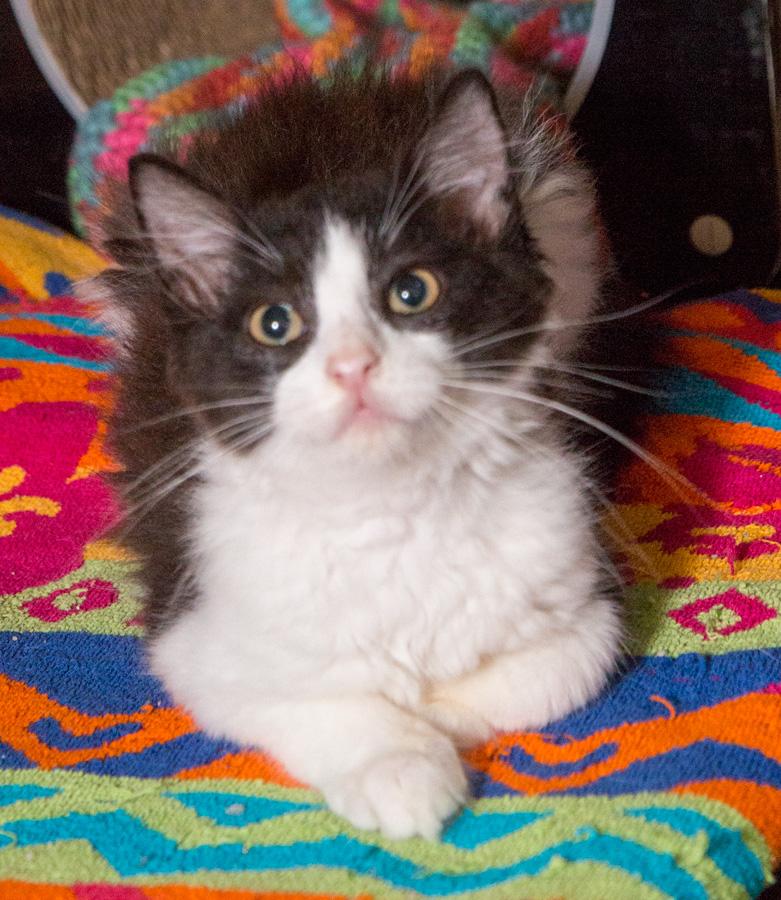 Bootie, a Adoptable Domestic Short Hair in Paramus, NJ image 1/4