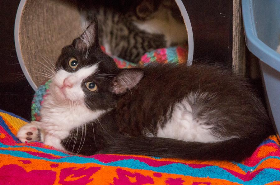 Bootie, a Adoptable Domestic Short Hair in Paramus, NJ image 4/4