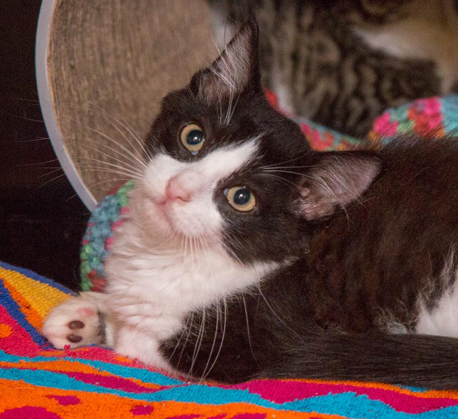 Bootie, a Adoptable Domestic Short Hair in Paramus, NJ image 2/4