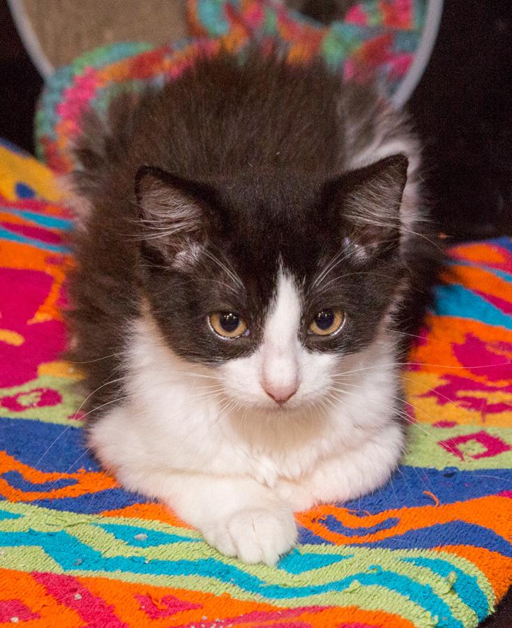 Bootie, a Adoptable Domestic Short Hair in Paramus, NJ image 3/4