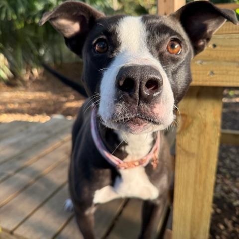 Enlarge Moon (in foster care), a Adoptable Mixed Breed in Charleston, SC image 2/5