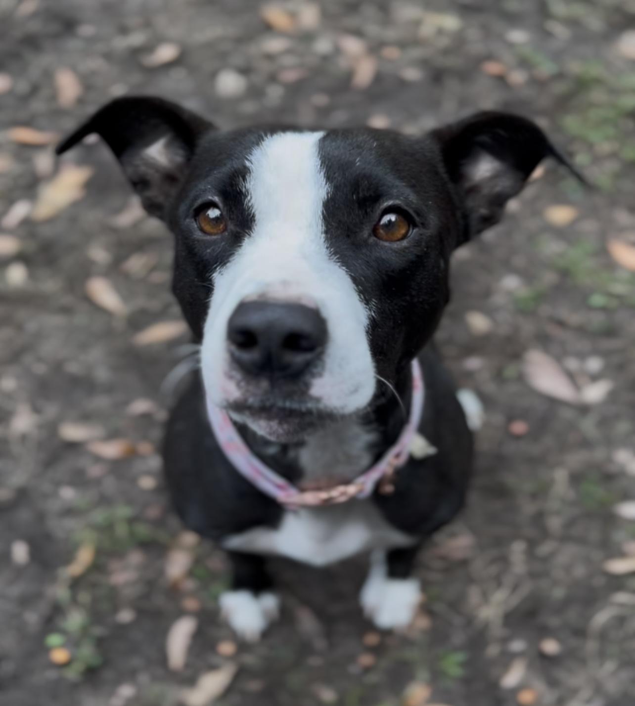 Enlarge Moon (in foster care), a Adoptable Mixed Breed in Charleston, SC image 3/5