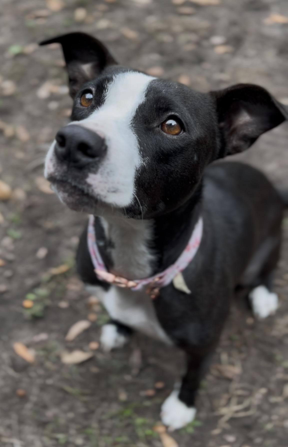 Enlarge Moon (in foster care), a Adoptable Mixed Breed in Charleston, SC image 4/5