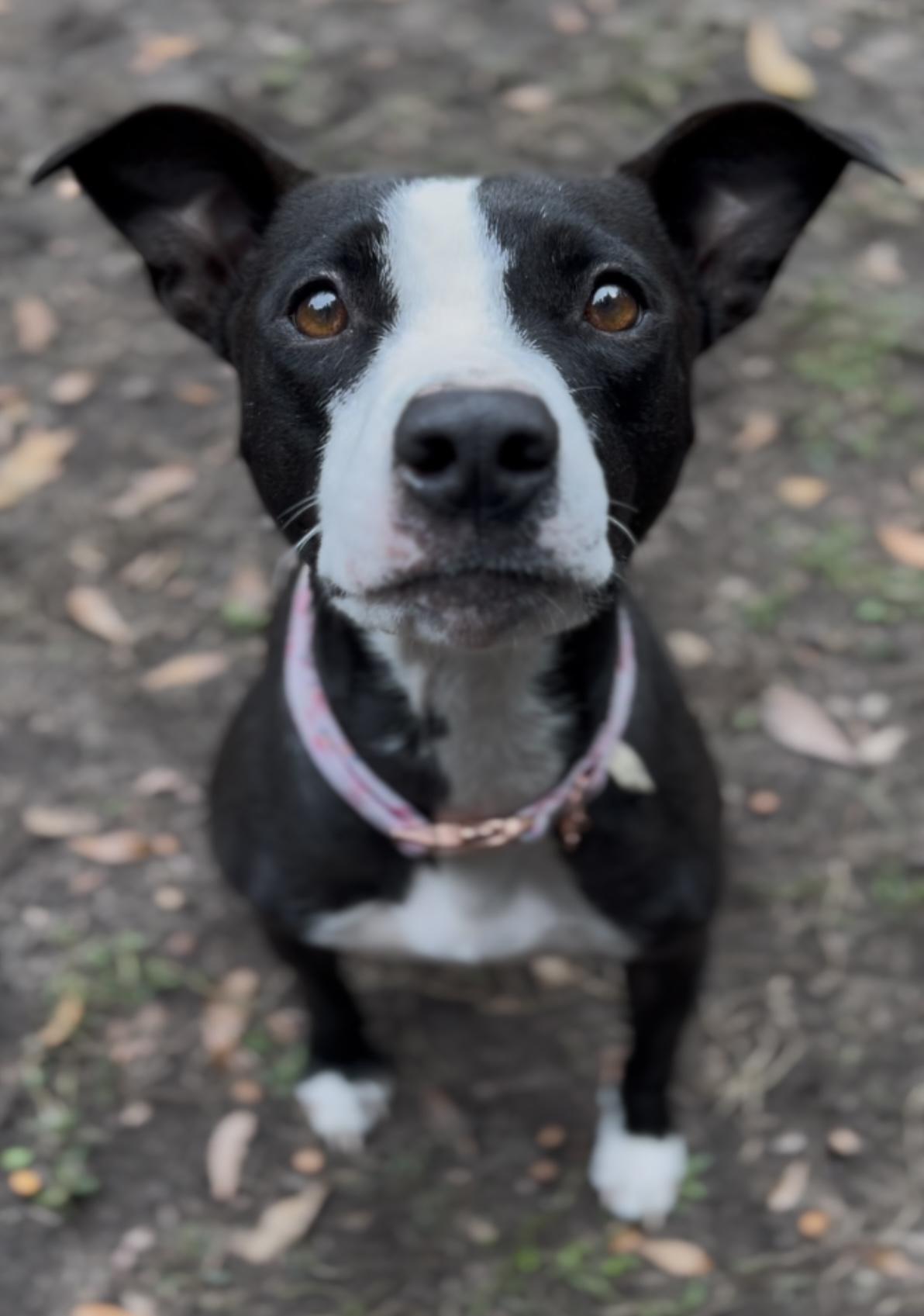 Enlarge Moon (in foster care), a Adoptable Mixed Breed in Charleston, SC image 5/5