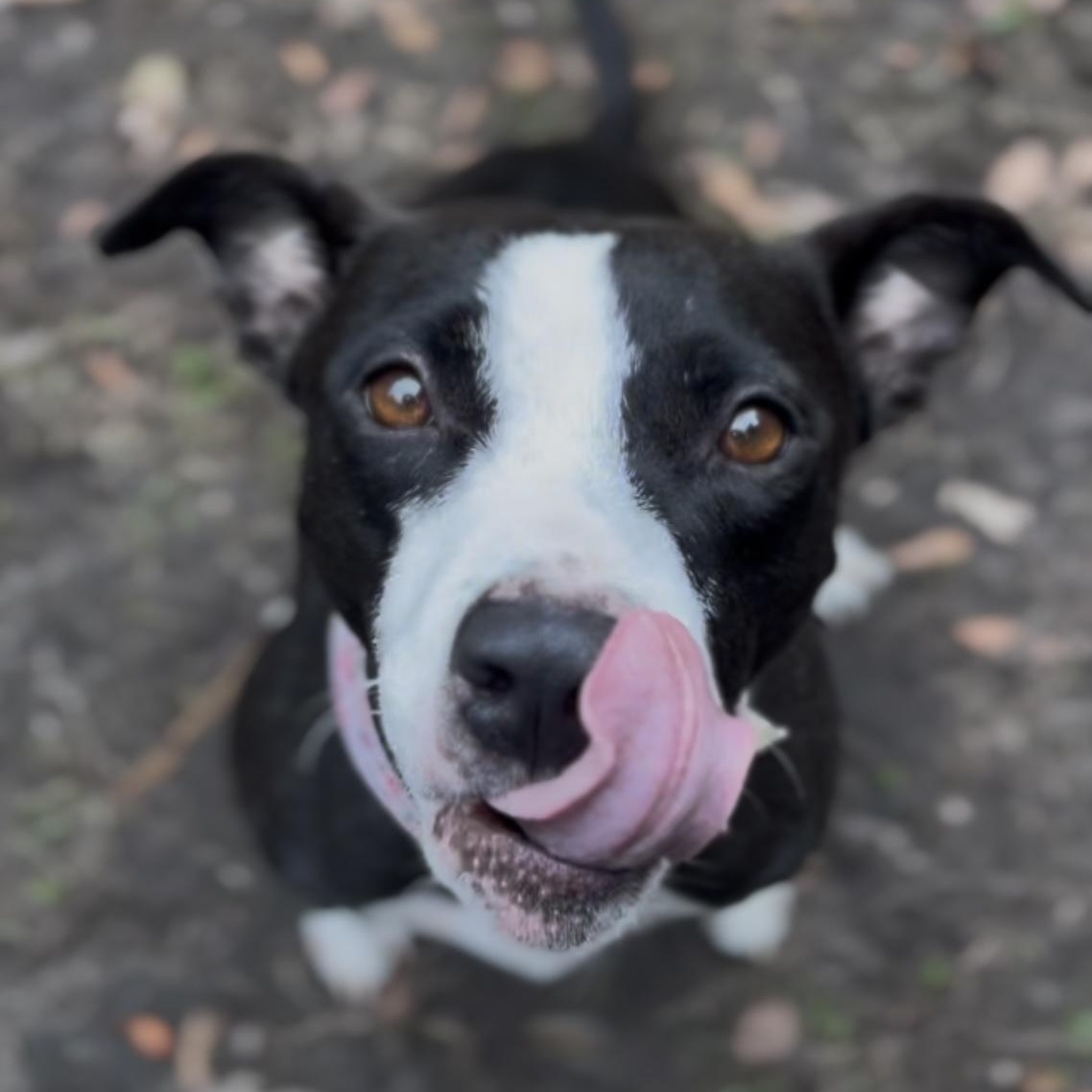 Enlarge Moon (in foster care), a Adoptable Mixed Breed in Charleston, SC image 1/5