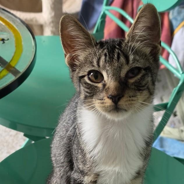 Popcorn, ADOPTABLE, Kitten Male Domestic Short Hair.
