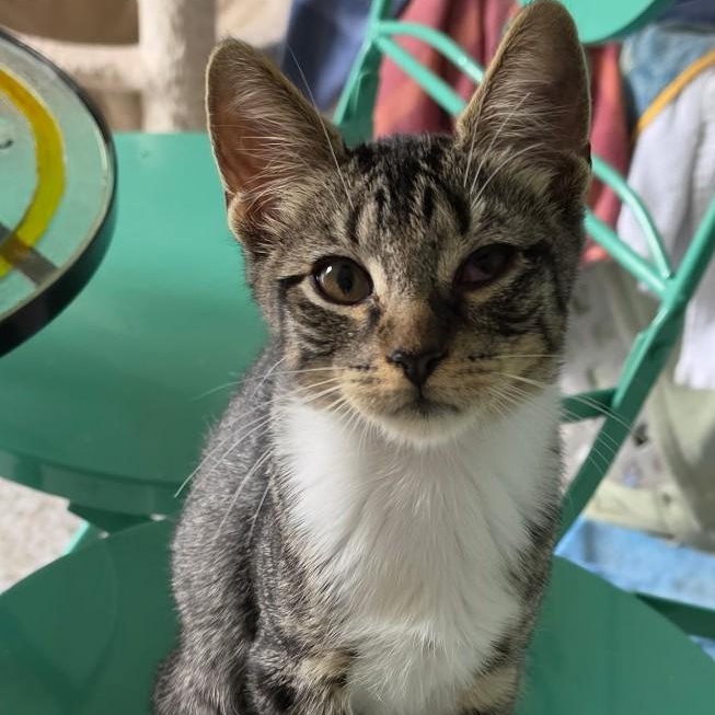Enlarge Popcorn, a ADOPTABLE Domestic Short Hair in west Warwick, RI image 2/2