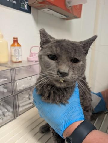 Enlarge TUNIC, a Adoptable Domestic Medium Hair in Bakersfield, CA image 1/1