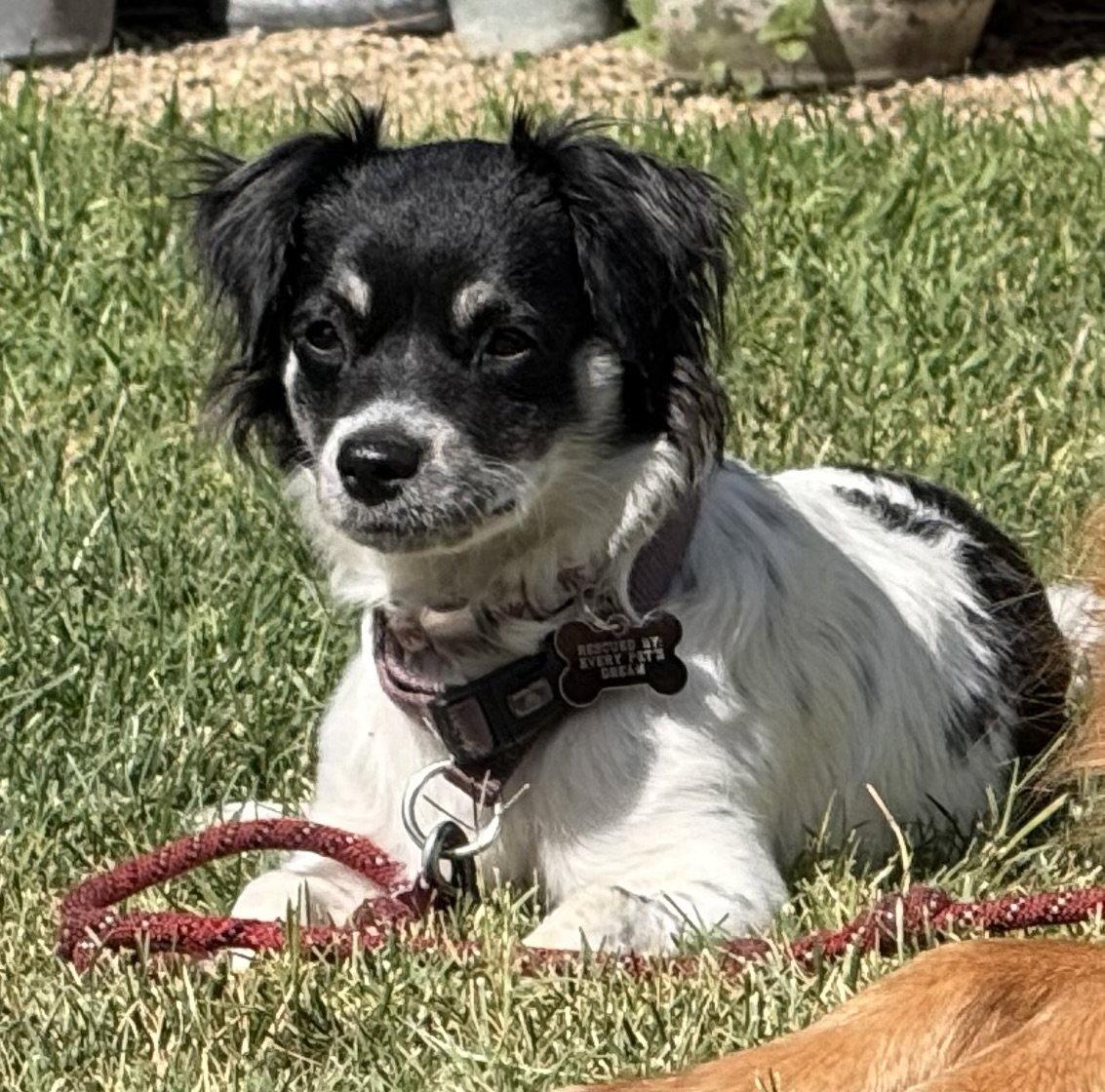 Ashley, Adoptable, Young Female Spaniel & Terrier.