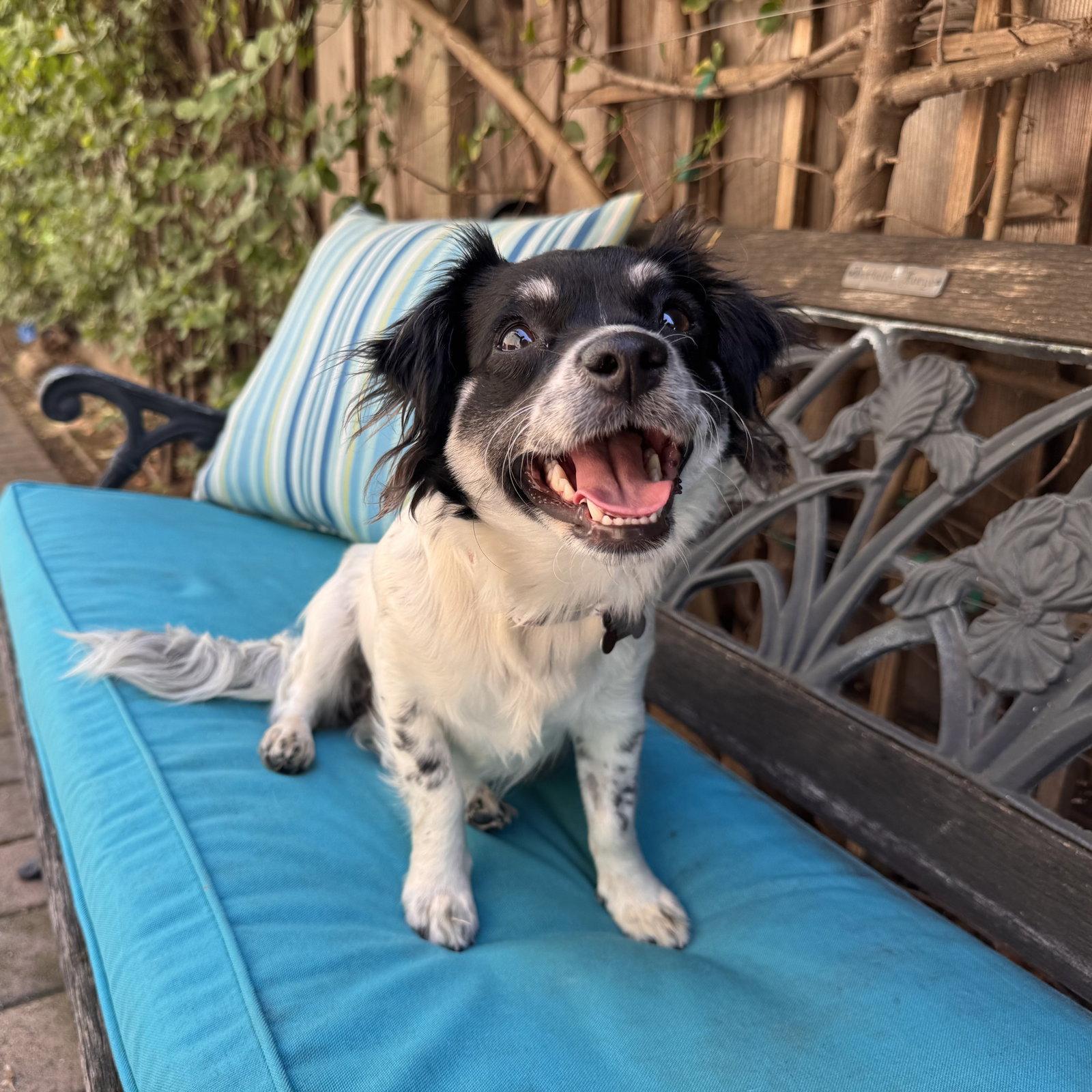 Ashley, a Adoptable mixed breed in Santa Clara, CA image 2/3
